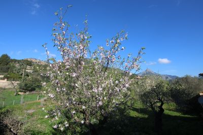 Solar Venta Capdellà  s133