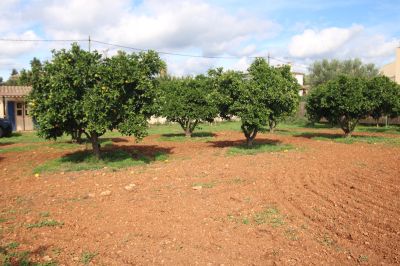 Finca Rústica  Santa Maria del Cami V366