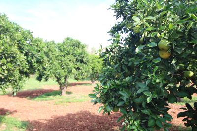Finca Rústica  Santa Maria del Cami V366