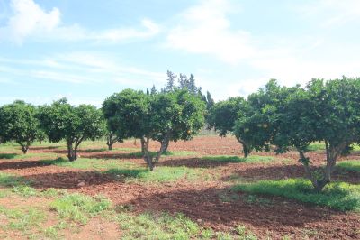 Finca Rústica  Santa Maria del Cami V366